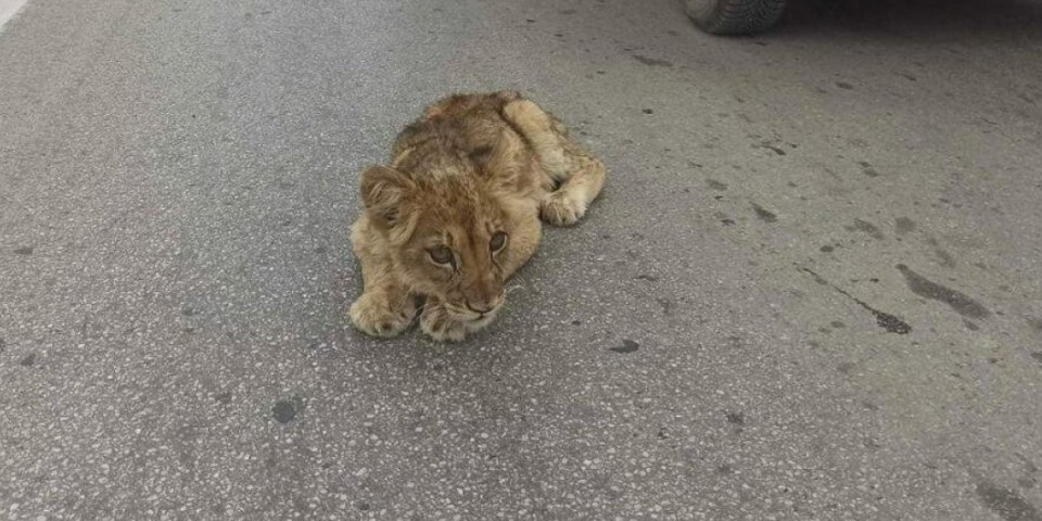 Mladunče lava pronađeno kod Subotice u veoma lošem stanju! Oglasila se direktorka Zoo vrta Palić: Nadamo se da će preživeti (VIDEO)