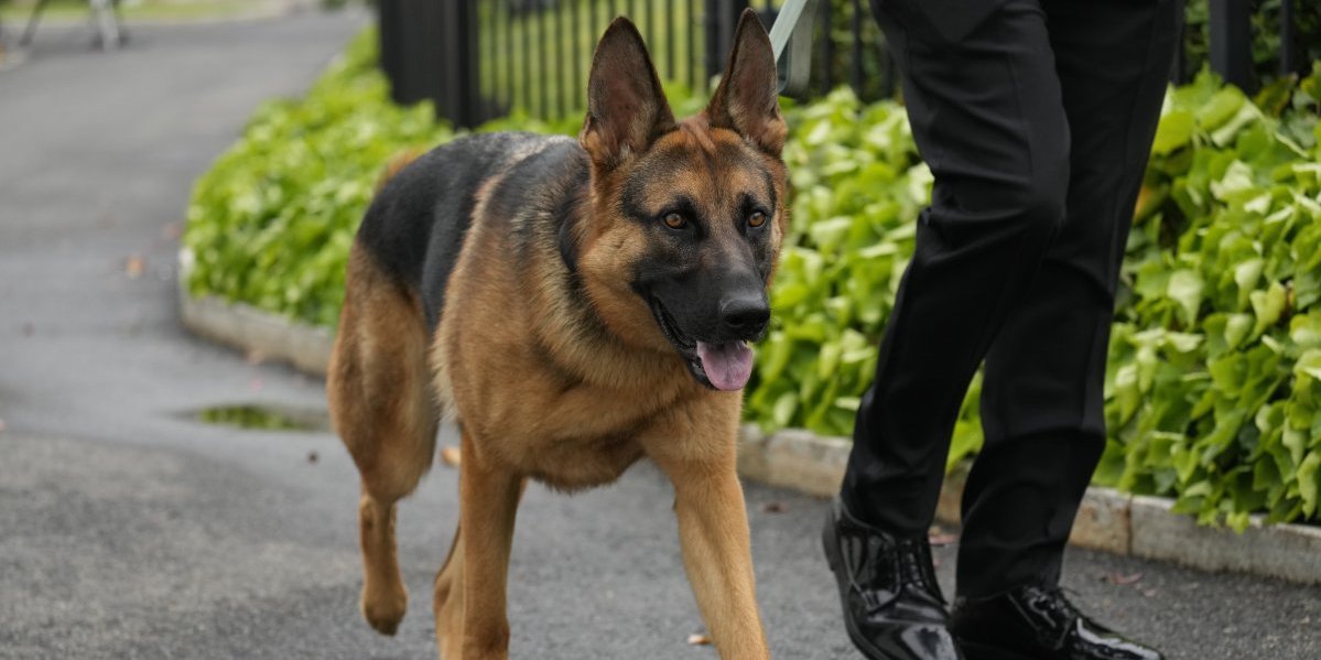 (FOTO VIDEO) Skandal u Beloj kući! Bajdenov pas ponovo pobesneo: ''Komandant'' izujedao pripadnika tajne službe, ovo mu je 11. put!