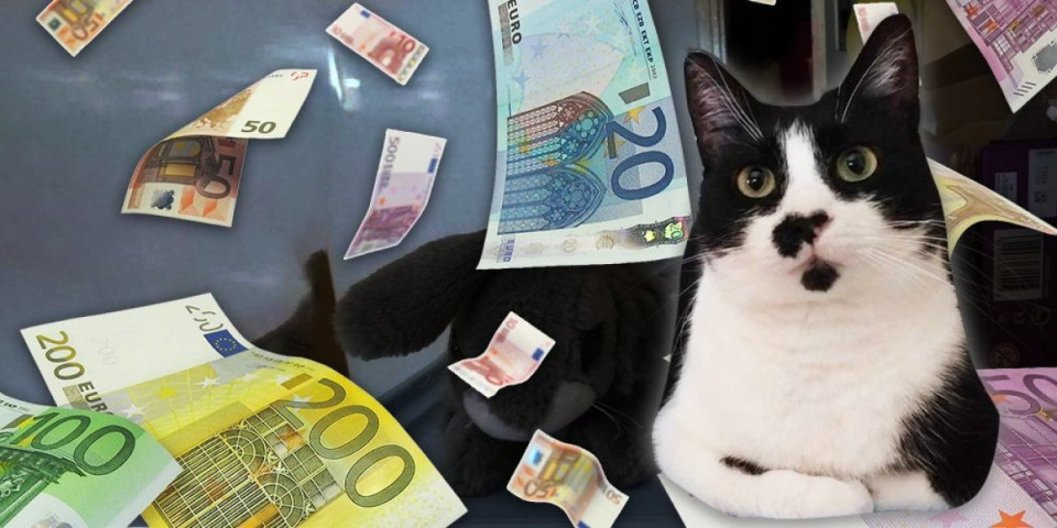 Ko pronađe mačku Mazu, dobija 1.000 evra! Pančevci na nogama, vlasnica podigla nagradu!