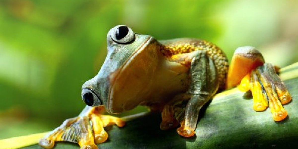 Naučnici pronašli žabu koja izgleda kao čudovište! Na boku joj izrastao "osmi putnik", ovo nije nikada viđeno (FOTO)
