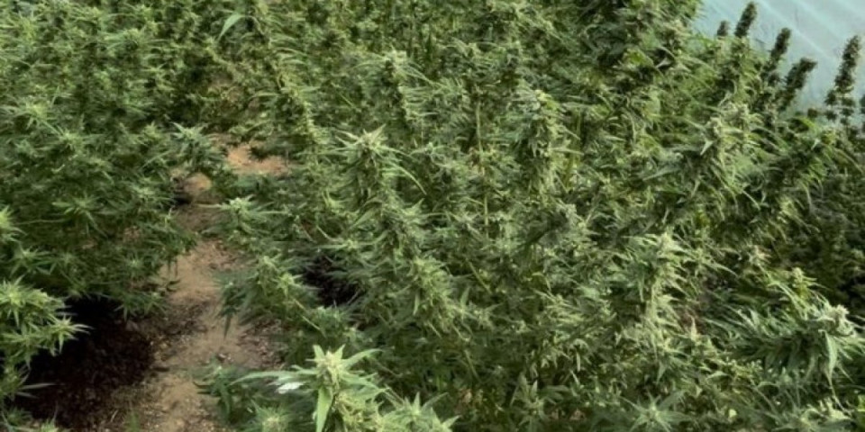 Zasade marihuane sakrili u plastenicima: Obrenovčani uhapšeni u Valjevu