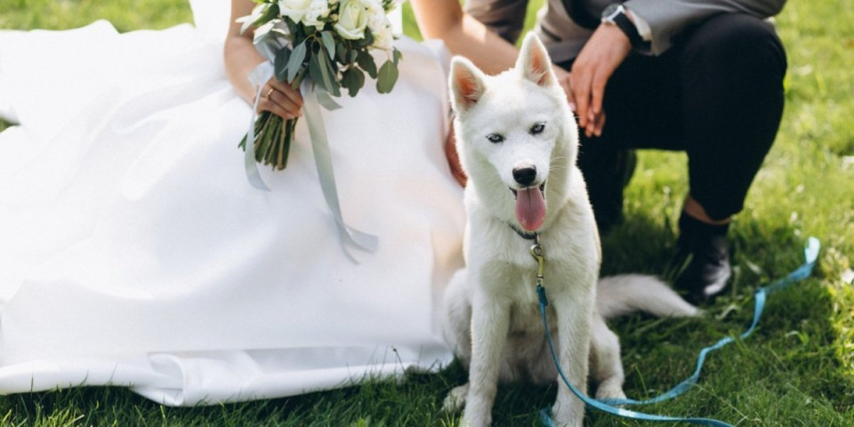 Samo se treba setiti! Spojila ljubav prema psima i venčanjima i zarađuje 3000 evra mesečno (VIDEO)