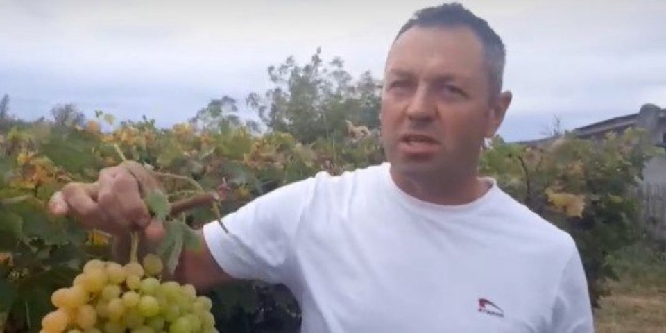 (VIDEO) Kako da vam grožđe duže traje? U Topoli to rade ovako