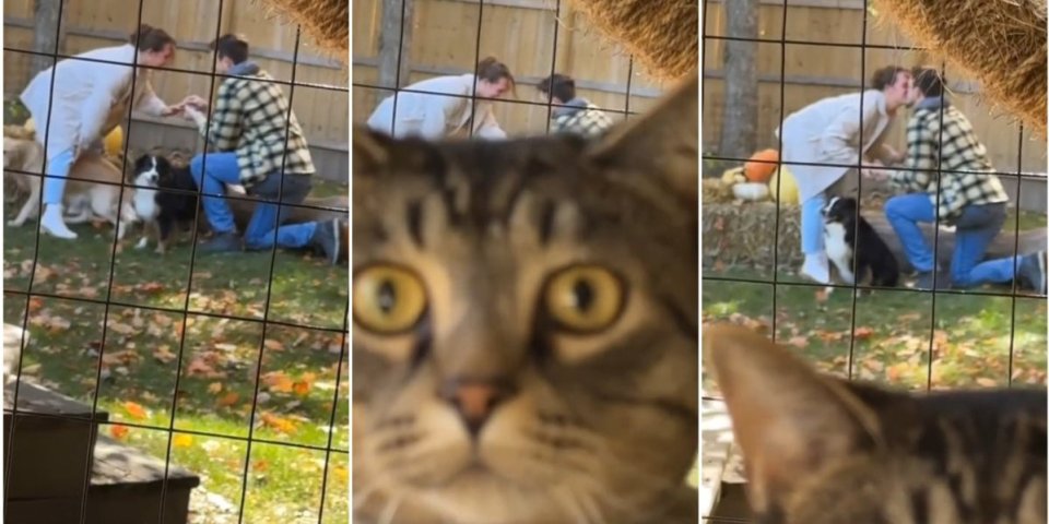 Urnebesan snimak veridbe! Mačka im pokvarila romantičan trenutak - ovde sam ja glavna (VIDEO)