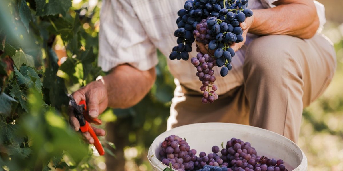 Postani stručnjak za uzgoj vinove loze i grožđa!