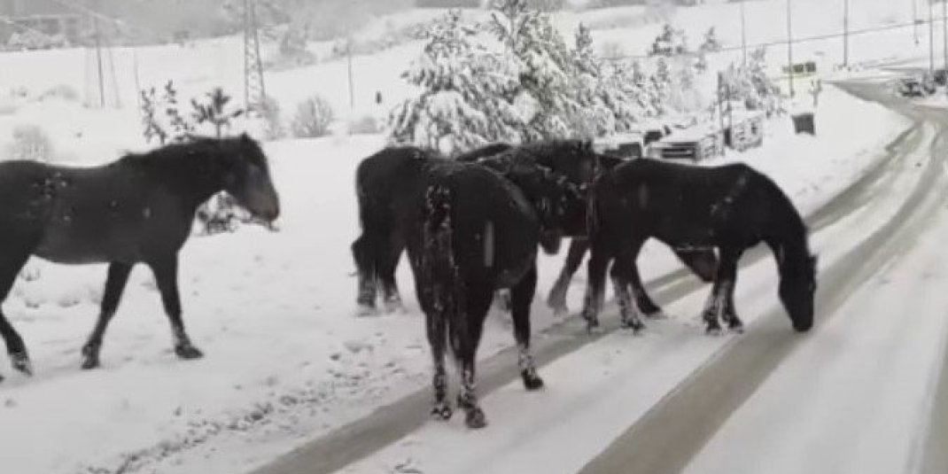 Tužno, umesto zimske atrakcije desila se nesreća! Divlji konj ostao da leži pregažen na magistrali preko Zlatibora