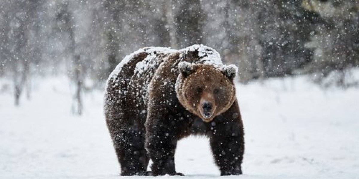Ako medved danas uradi jednu stvar biće hladno još dugo! Narodno verovanje otkriva kada se završava zima