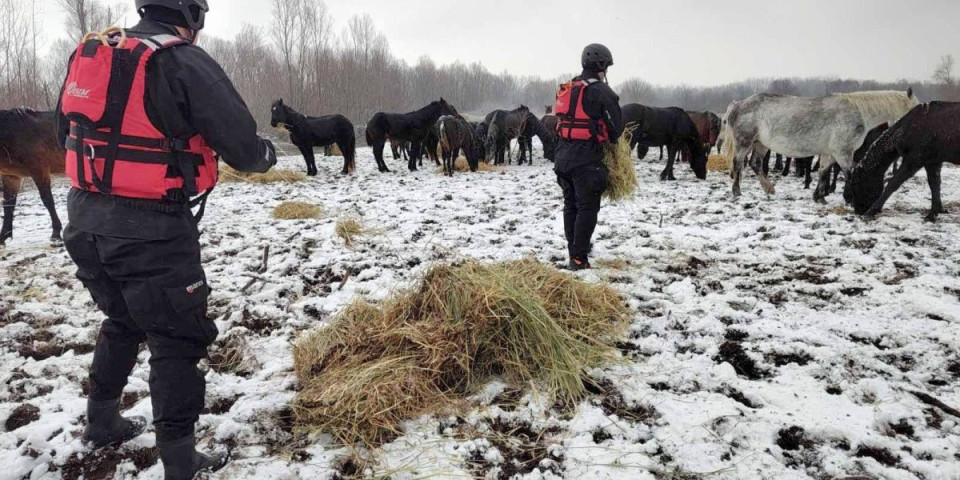 Dirljive scene na Krčedinskoj adi: Specijalistički timovi doneli hranu krdu gladnih konja i krava (FOTO)