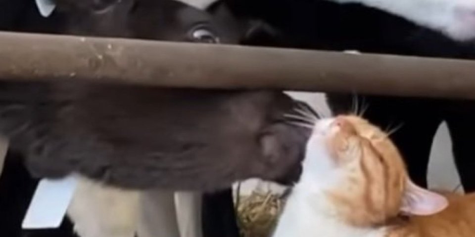 To je ljubav, to se voli! Veza ove mačke i krave će vas potpuno oduševiti (VIDEO)