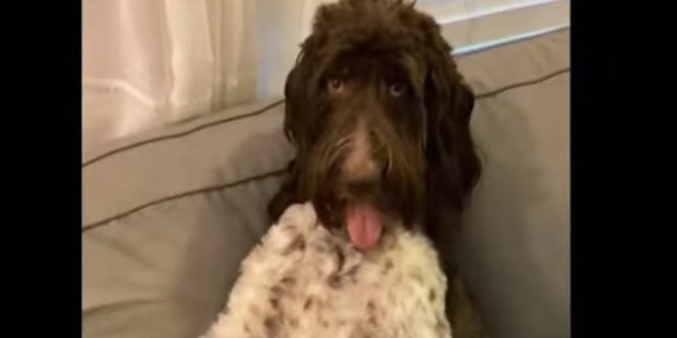 Šok u stanu! Pas pojeo 4.000 dolara - vlasnici nisu znali šta ih je snašlo (VIDEO)