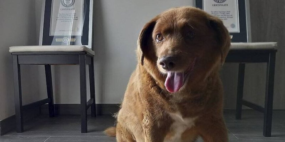 Najstarijem psu na svetu zbog istrage oduzeta titula! Sumnja se da je doživeo 31 godinu (VIDEO)