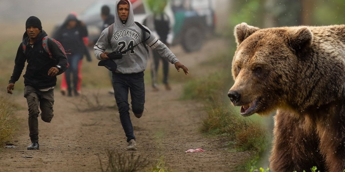 Horor na planini Plješevici! Medved napao migrante