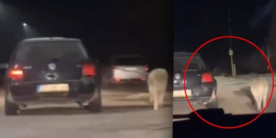 Vozač šeta psa dok vozi! Skandalozan snimak iz Vračevog Gaja izazvao gnev javnosti (VIDEO)