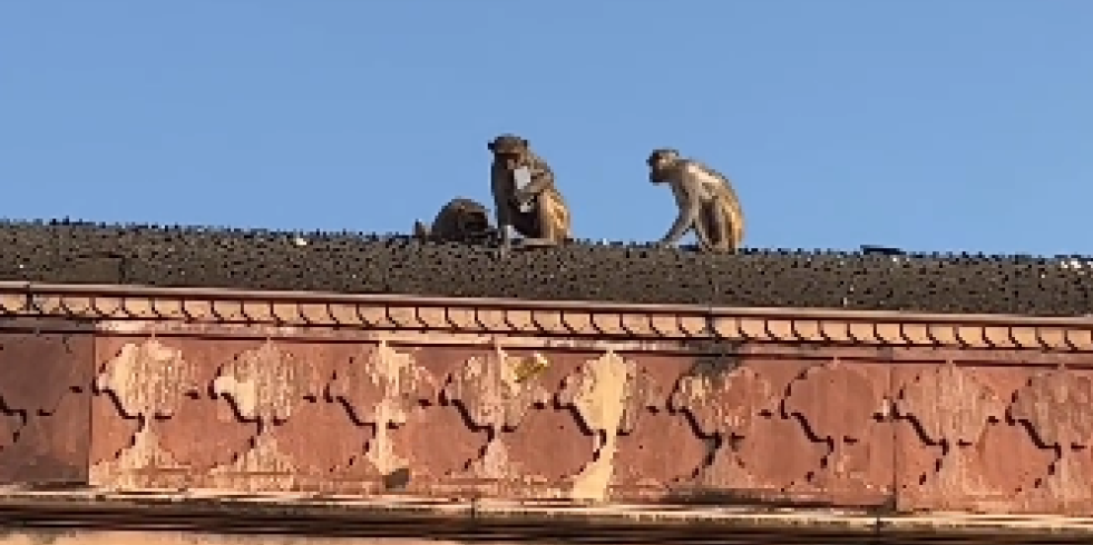 Dozlogrdilo mu snimanje! Majmun oteo telefon turistima i popeo se na krov - ono što je potom usledilo napravilo je potpuni haos (VIDEO)