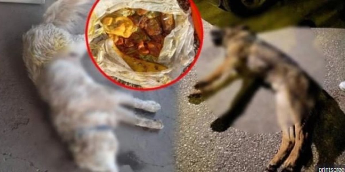 Devet pasa i mačaka otrovano u Novom Sadu! Sumnjiva smrt kućnih ljubimaca (VIDEO)