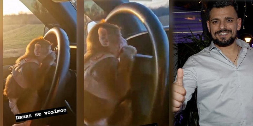 (VIDEO) Brrrm, brrrm! Bora Santana pokazao majmuna: Smestio ga za volan i šokirao njegovim umećem