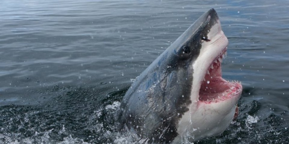 Zajahala morskog psa, a onda je usledio šok! Influenserku svi napadaju - zašto mučiš jadnu životinju (VIDEO)