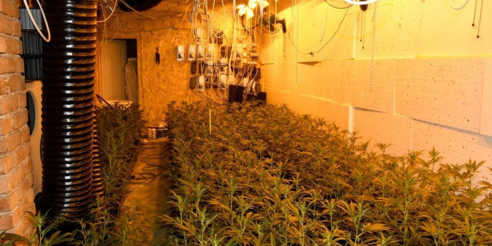 Otkrivena laboratorija za veštački uzgoj marihuane: Tri osobe uhapšene u Smederevu