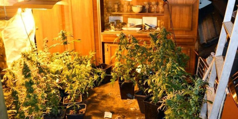 Policija uhapsila muškarca (44) iz Inđije: U stanu našli 103 stabljike marihuane i ORUŽJE
