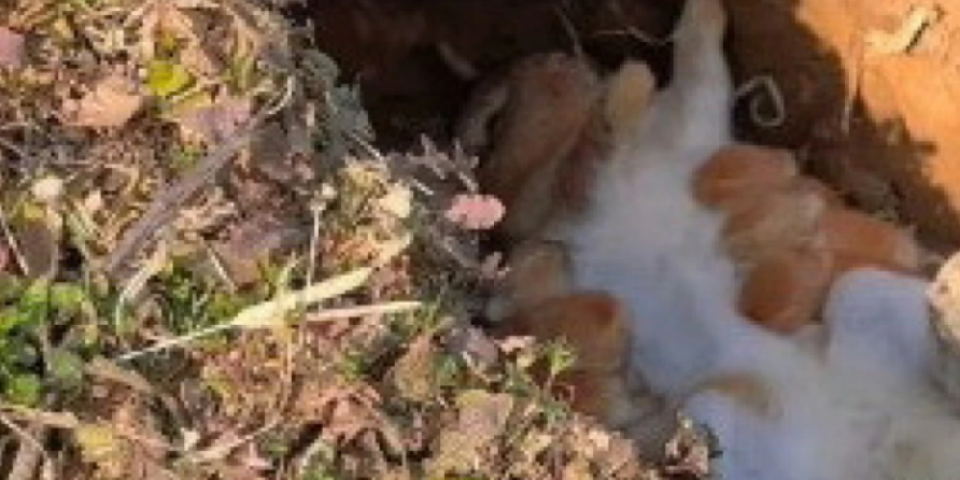 Zečica je ušla u rupu, a onda se desilo nešto neverovatno! Scena kakvu nikad niste videli u životu (VIDEO)
