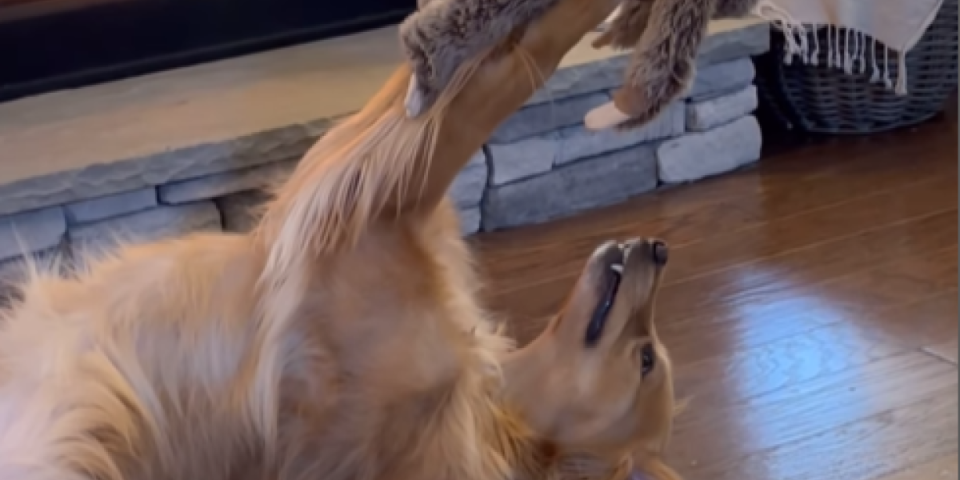 Ovo nije pas, već čovek! Pogledajte preslatku vezu jednog retrivera sa igračkama (VIDEO)