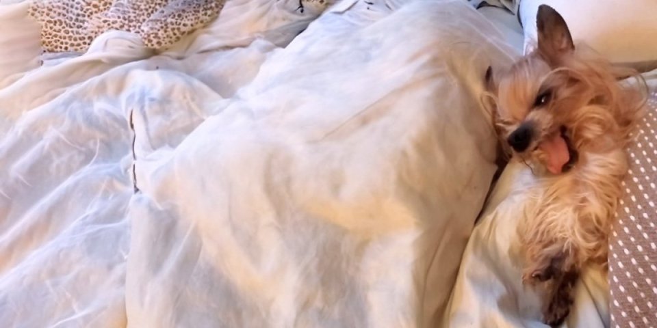 Niste svesni koliko ovaj pas prezire ustajanje ujutru! U sekundi se pretvara u pravu, malu zver! (VIDEO)