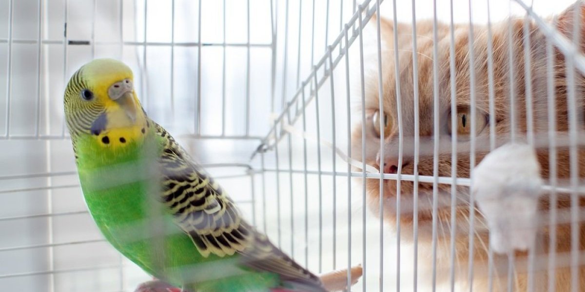 Ova mačka nije normalna! Umesto da ih pojede, odgaja papagaje kao da su njeni (VIDEO)