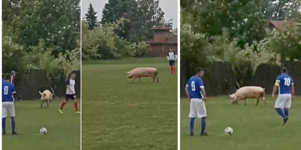 Urnebesna scena u srpskom fudbalu! Posle zmije, sada i svinja prekinula utakmicu!