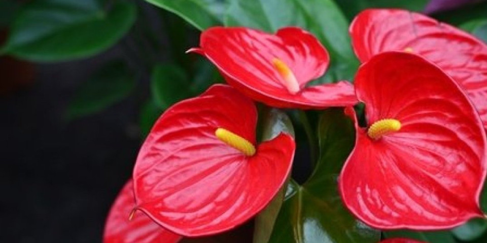 Ovih 5 biljaka donose ljubav i strast u dom! Gajite ih ako želite dugu i srećnu vezu (FOTO)
