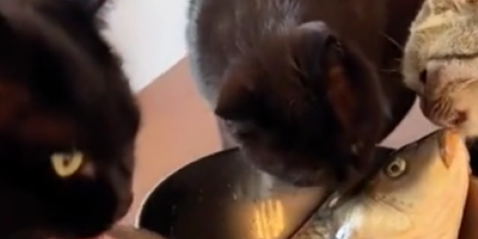 Snimak koji tera suze na oči! Plakaćete od smeha kad vidite šta je jedna riba uradila mačkama (VIDEO)