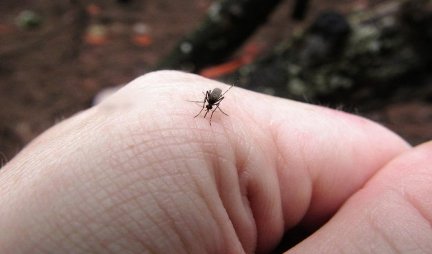 ZA SEDAM DANA GROZNICOM ZAPADNOG NILA ZARAŽENO OSMORO LJUDI! Još jedna osoba preminula od ujeda komarca u Srbiji