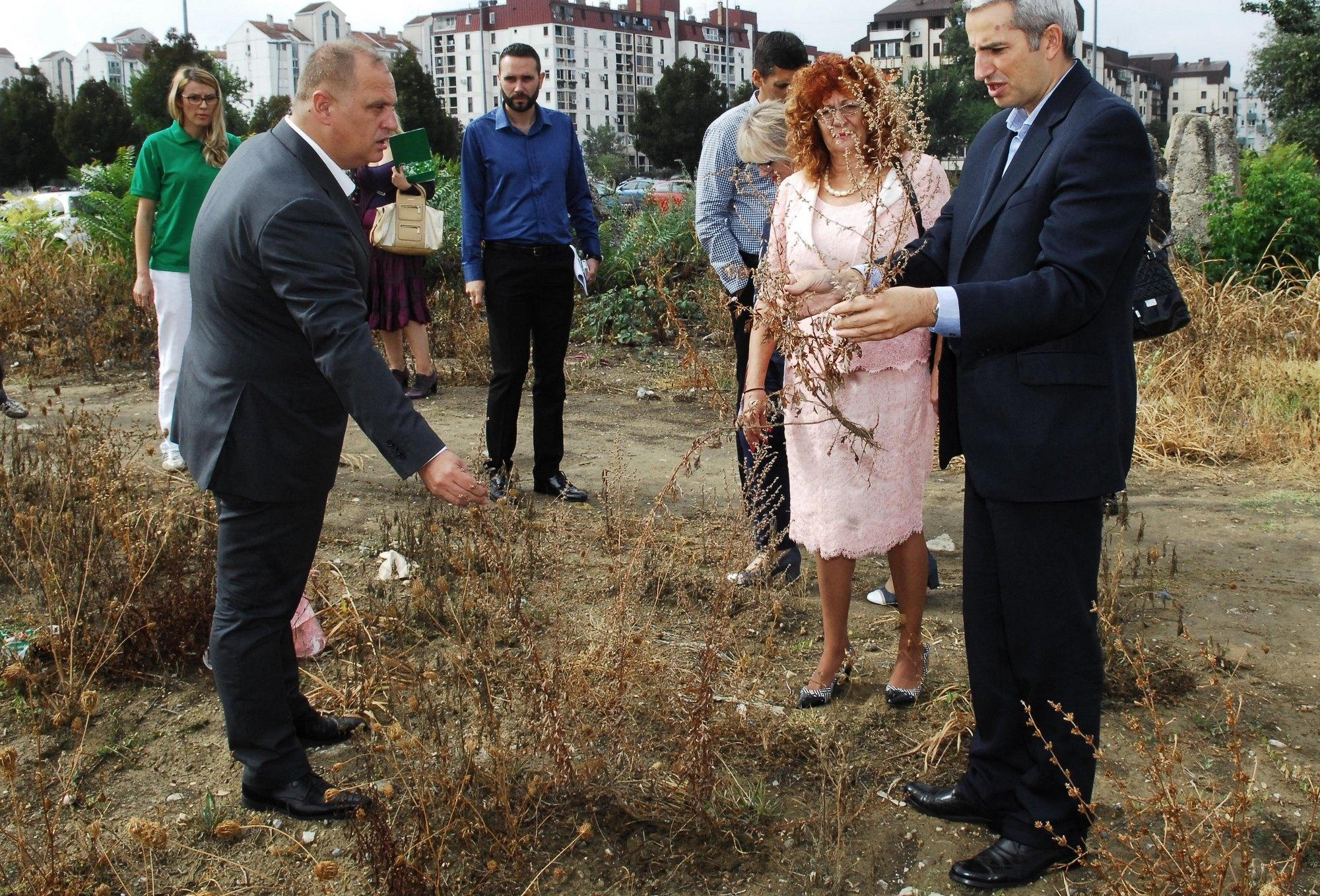 SPAS OD AMBROZIJE! Grad Beograd prvi put sistemski suzbijao ovaj korov na oko 30 hektara!