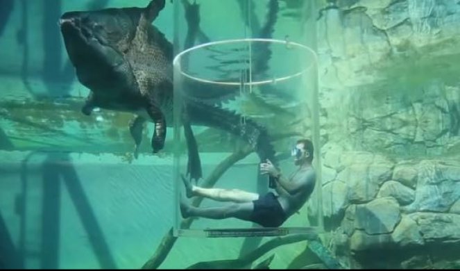 Bez straha! Krokodil i ronilac plivaju zajedno! (Video)