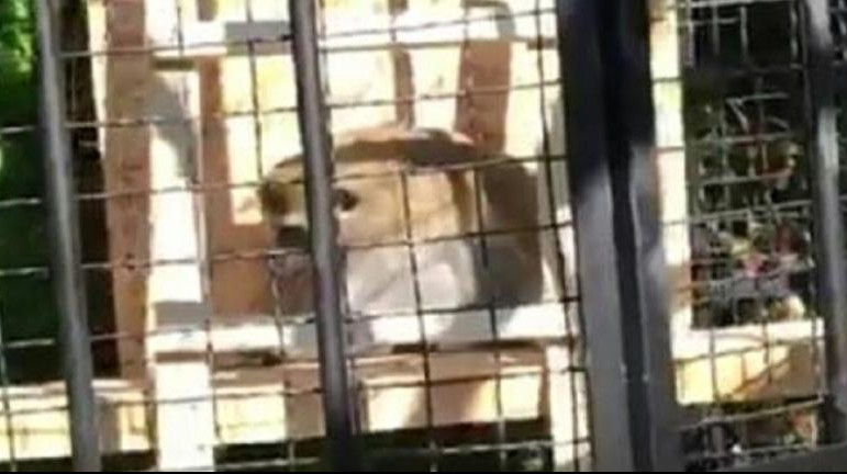OTKUD TAMO?! Majmun rase Tamarin pronađen u kavezu za ptice u zoovrtu na Paliću!