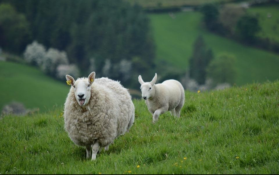 (VIDEO) UTRIPOVALA DA JE PAS: Ova ovčica mnogo voli da se druži sa kucama iz komšiluka!