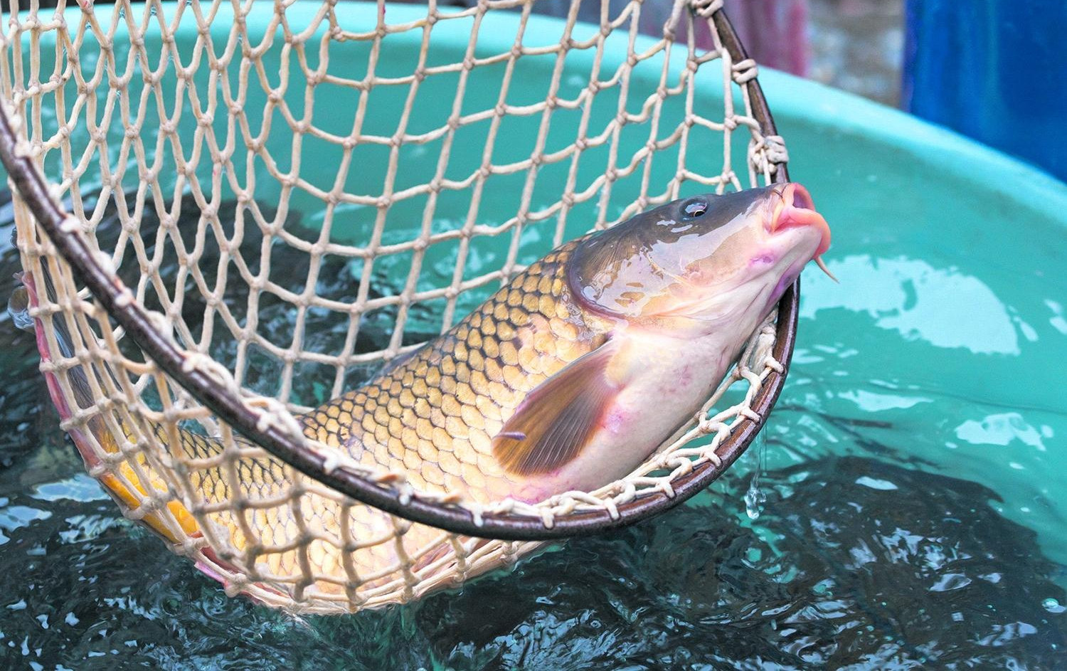 UVALJUJU NAM POKVARENOG ŠARANA ZBOG NESTAŠICE! Budite oprezni prilikom kupovine rečne ribe!