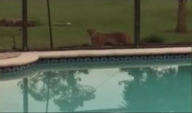 (VIDEO) NEZVANI GOST: U dvorištu svoje kuće ugledala - pantera!