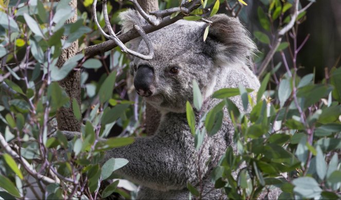 DOKAZ DA LJUBAV NE ZNA ZA GRANICE! Mala koala zagrlila mamu dok su se borili za njen život! /FOTO/