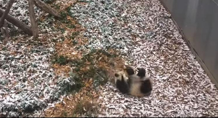 (VIDEO) PANDA se najviše obradovala prvom snežnom danu!