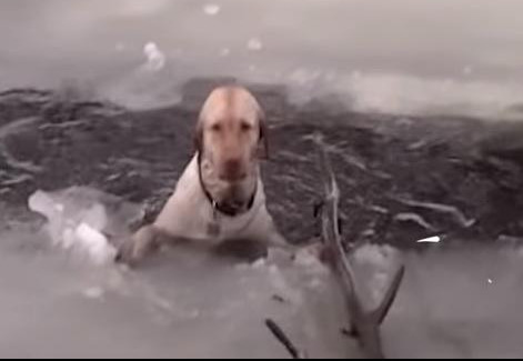 (VIDEO) TURISTI SU ČULI ZAPOMAGANJE a onda su ugledali jedno sićušno biće u zaleđenom jezeru!