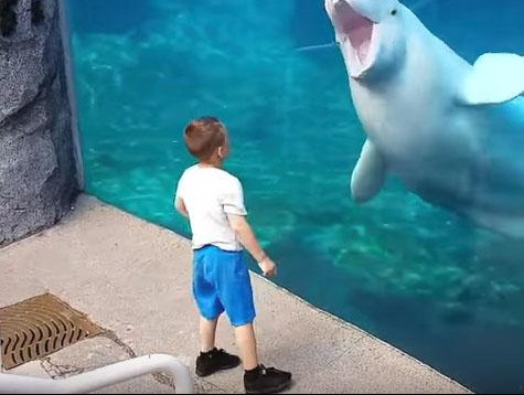 (VIDEO) URNEBESNO! Ovako se morske životinje zabavljaju!