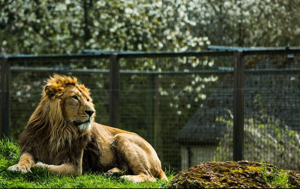 (VIDEO) SJANA IDEJA: Zoo-vrtovi primaju stare jelke i njima hrane životinje!