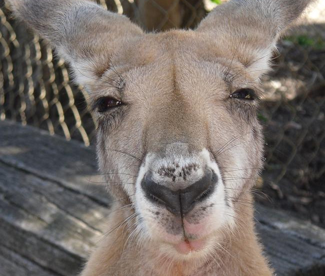 FAJT KAKAV JOŠ NISTE VIDELI! Opasna borba kengura (Video)