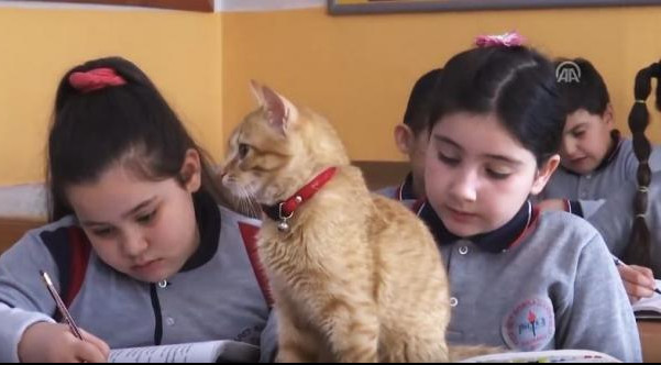 (VIDEO) ZAVODI RED: Mačka postala redovan "učenik" osnovne škole!