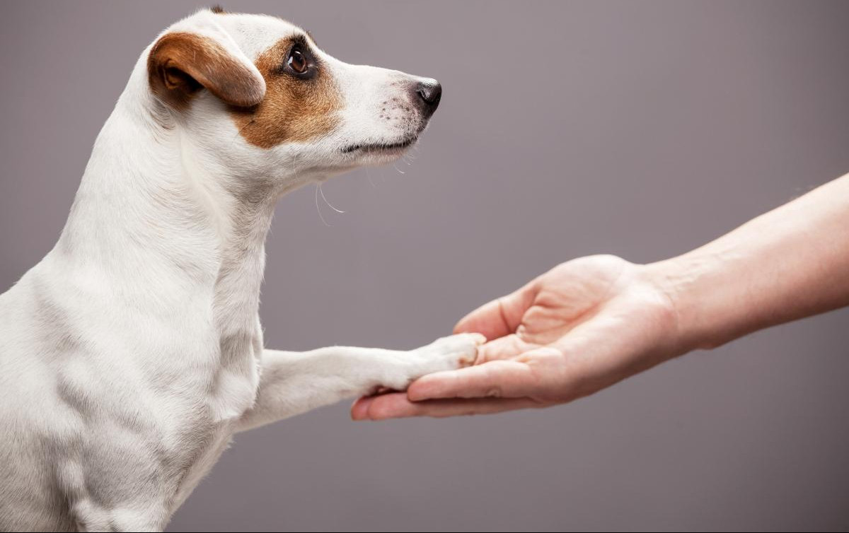 NAUČNICI ODGOVARAJU: Da li se vaš pas seća dana kad ste se upoznali?