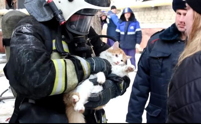 (VIDEO) IZVUKLA SE: Vatrogasci spasli macu koja je upravo iskoristila jedan od 9 života!