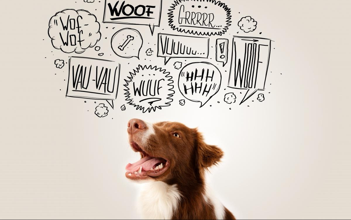 NAUČNICI TVRDE: I psi „govore“ drugačijim akcentima 