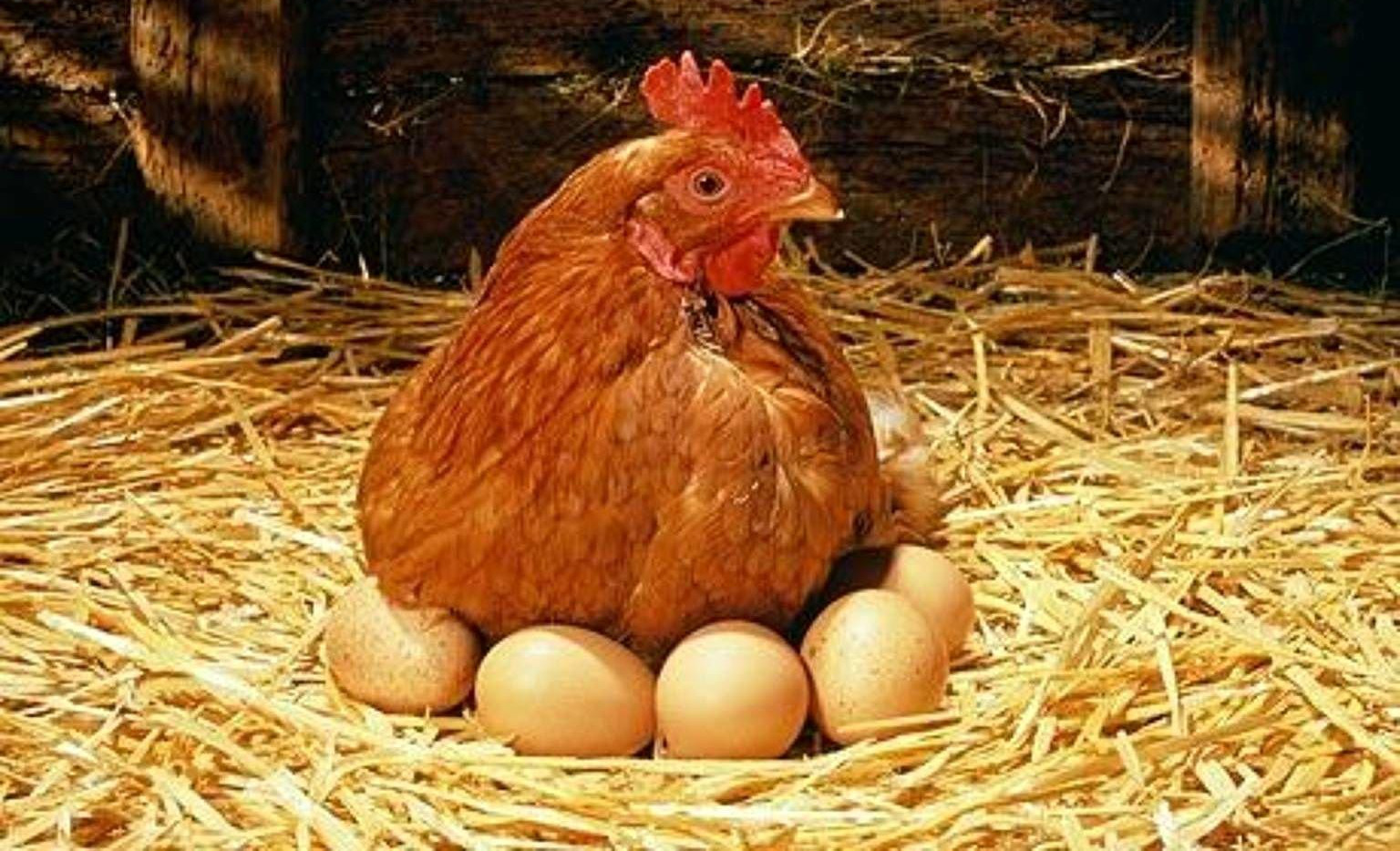ŠTA MISLITE, da li su kvalitetnija jaja od stare ili mlade kokoške?