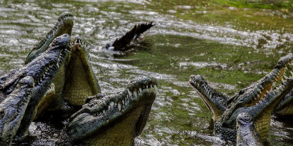 DRAMA U ZAPADNOM KEJPU! Pobegli krokodili sa farme, vlasti pokrenule potragu!