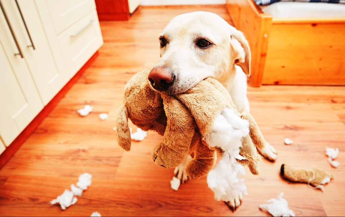 OTKRIVAMO: Zašto psi uništavaju igračke?